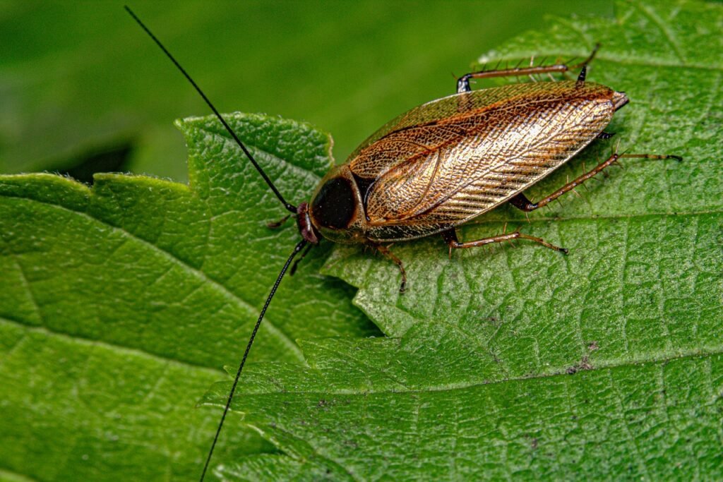 cockroach, dusky cockroach, insect-8309126.jpg