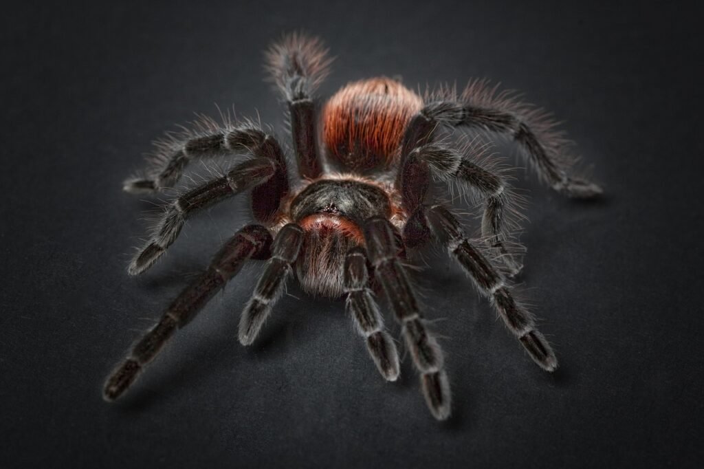 spider, tarantula, arachnophobia-1772769.jpg