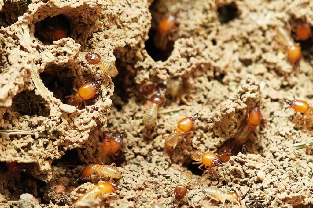 termites, nature, food-3367350.jpg